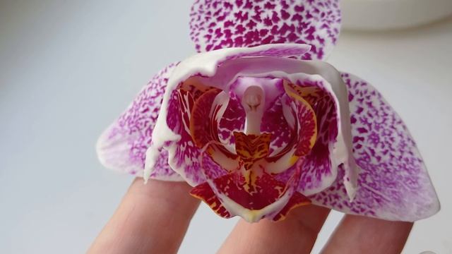 Цветение орхидей в июне 2026 года.🌺🌺🌺