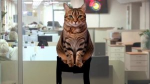 1 июля мы переезжаем на новый канал татарстан-24 Фан-проект котов