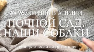 Ночной сад, наши чихуахуа и соседские дворы. № 967 Жизнь в Англии
