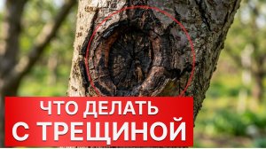 ТРЕЩИНЫ НА СТВОЛЕ - ЧТО ДЕЛАТЬ, ЕСЛИ ТРЕСНУЛА КОРА