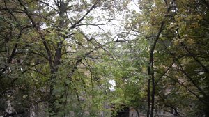 Звуки улицы при открытом окне