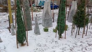 Формы кроны хвойных растений (Хвойный ликбез. Лекция 18)