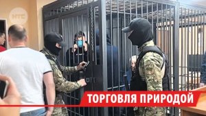 До 20 лет получили «чёрные лесорубы» из Прибайкалья за вывоз древесины на 1,5 млрд рублей в Китай
