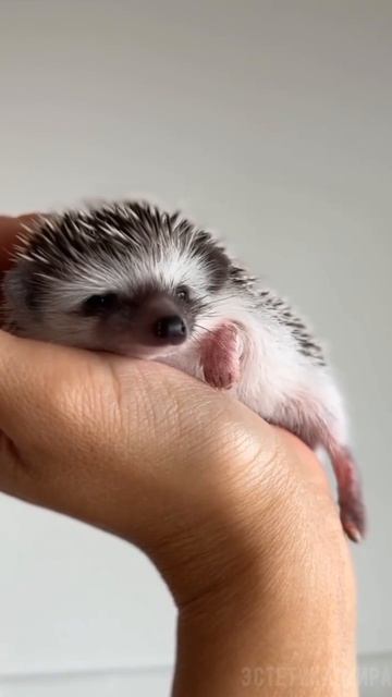 Ежик♥️ смотреть онлайн