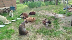 Подобрал бездомного котенка😢🐱