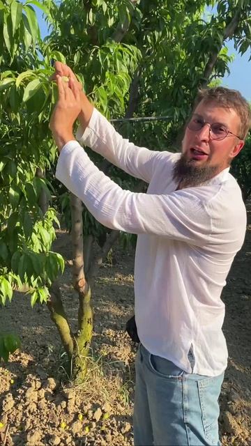 Белый налет на плодах и листьях может оставить вас без урожая!