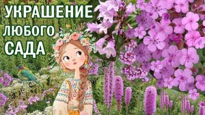 Розовые цветы в саду. Обзор сортов в цветнике. Розовый цвет в садовых композициях. Опыт выращивания.