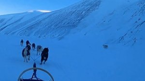 Плавание 30 ездовых собак со Шпицбегена через Ледовитый океан