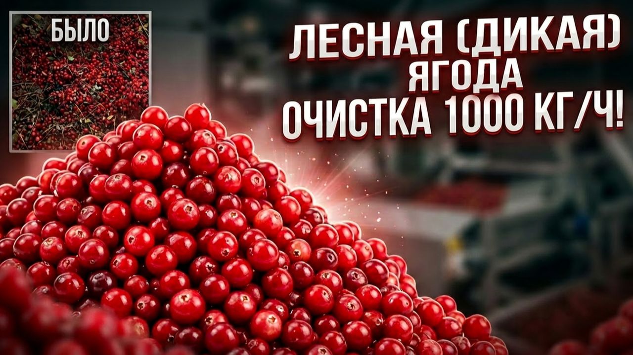 Линия очистки лесной(дикой) ягоды после заморозки. Хорватия #ягоды #очистка #хорватия