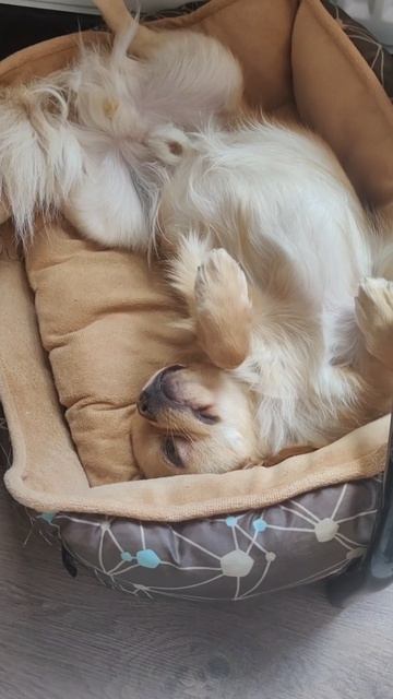 Я сладкая булочка🥰 #красивый #чмокипоки #озвучка #прикол