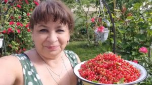 Варенье из лепестков роз. Сбор ягод. Что буду готовить? Возвращение мужа.