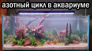 Запуск аквариума для начинающих! Азотный цикл в аквариуме!