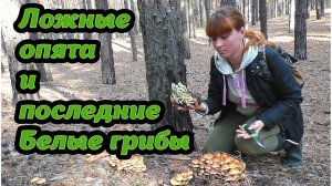 ГРИБЫ В СОСНОВОМ ЛЕСУ: Маслята, Белые, Дождевики, Мухоморы, Сыроежки.