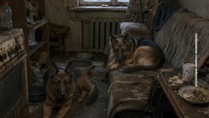 СОБАЧЬЯ ЖИЗНЬ