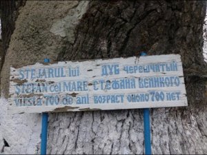 Дуб Штефана Великого в с Кобыльня Шолданешского района.