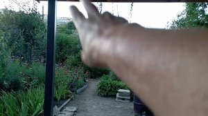 про новый забор, про сарай, клумбы... #забор#клумбы#цветы