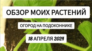 Обзор моих растений, огород на балконе, 18 апреля 2018