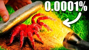 Я перевернул 100 камней за ночь, И Вот Что Я Нашел...
