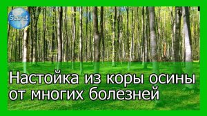 Настойка из осины, как противовоспалительное при заболевания мочеполовой системы #кора #осины