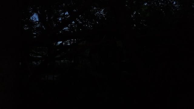 Летний вечер в селе Ерик: ASMR у реки, лягушки, цикады, перекличка собак и голоса птиц