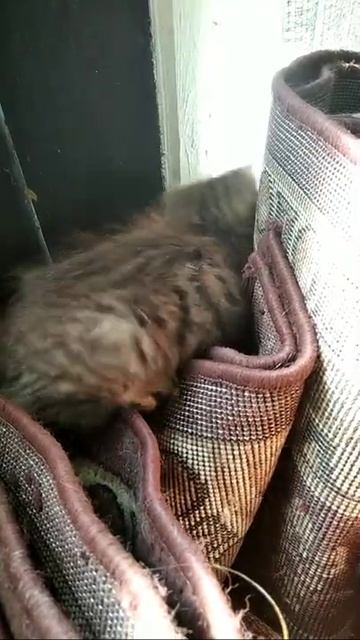 #shorts# Позитив от кошечки Пумыl Прикольные моменты от моих котятl Немножко кошачьих  шалостей