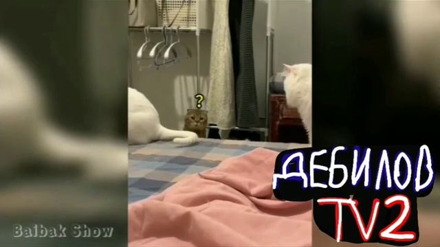 ДЕБИЛОВ ТВ 2 (15)