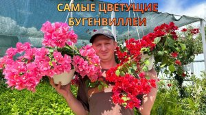 Самые цветущие бугенвиллеи из моей коллекции 🌺 ТОП сортов, которые не перестают цвести»
