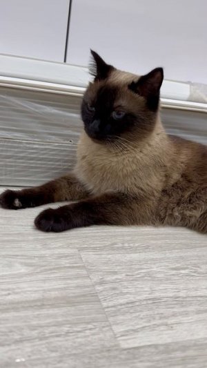 #котики #музыка