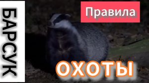 Барсук. правила охоты