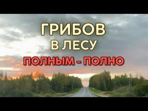 💥ЛЕС ПОЛОН ГРИБОВ! Осенний сезон начался бомбически!🔥Грибы 2025