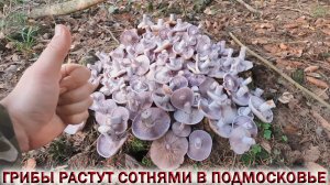 ❗ГРИБЫ РАСТУТ СОТНЯМИ В ЛЕСАХ ПОДМОСКОВЬЯ👉РЯДОВКА ФИОЛЕТОВАЯ.❤ЛЮБИМОЕ БЛЮДО ГРИБНИКА ИЗ ШАМПИНЬОНОВ