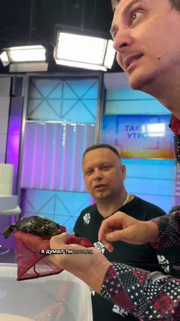 Раздул тетрадона 😁 смотреть онлайн