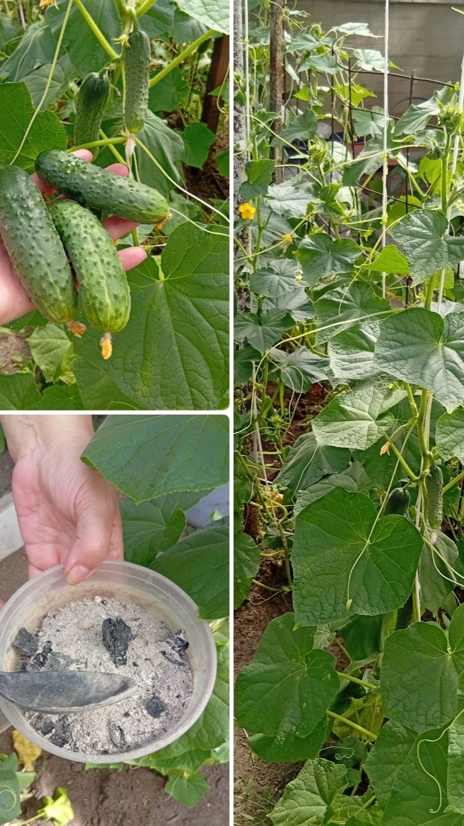 ЧЕМ ПОДКОРМИТЬ ОГУРЦЫ В ТЕПЛИЦЕ/КАК СОБРАТЬ БОЛЬШОЙ УРОЖАЙ ОГУРЦОВ #shorts #garden #огород  #дача