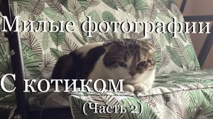✨минутка расслабления✨(2 часть) милые кадры с котенком Мусиком 🐈