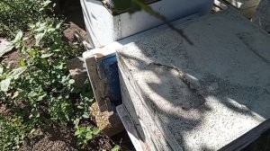 Продолжаю лечить аскосфероз без препаратов.