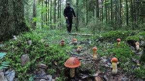 МОЛОДЫЕ ПОДОСИНОВИКИ НАЧИНАЮТ СВОЙ РОСТ | ТАИНСТВЕННЫЙ ЛЕС ЗАИГРАЛ НОВЫМИ КРАСКАМИ | ГРИБЫ 2022