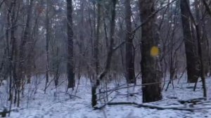 НЕОЖИДАННАЯ НАХОДКА В ЛЕСУ || КАК НЕ ЗАБЛУДИТЬСЯ В 3-х СОСНАХ || #прогулка #зимний_лес #снег