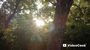 Закат, цветы и тишина. Симфония июньского неба.