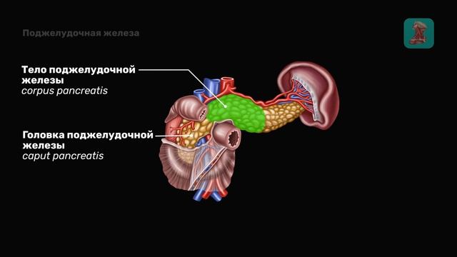 Поджелудочная железа: Анатомия & Физиология | Пищеварительная система | Easy Anatomy
