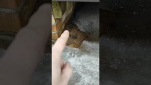 монолитная плита просела. проблемы отсутствия дренажа и ливневки