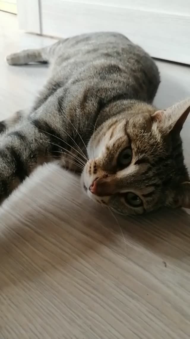 Кот Тихон желает бездельничать