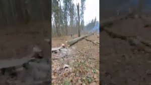 Направленная валка леса, заготовка древесины на корню.