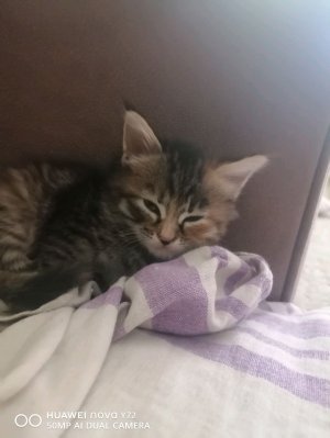 трансляция с моим котёнком