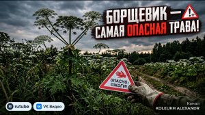 Борщевик - Самая Опасная Трава! - Не трогай ЕГО!