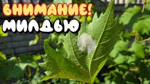 МИЛДЬЮ на винограде. ЛЕЧЕНИЕ и ПРОФИЛАКТИКА.