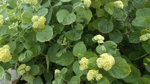 Почему у гортензии скручиваются листья, причины и что делать🌿