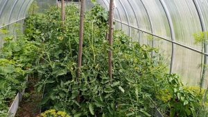 🍀🍀🍀Огородный репортаж 8.