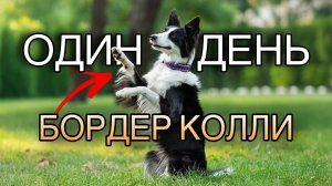 Один мой день с бордер колли 🐶 Влог с собакой! #окки #бордерколлиокки #деньссобакой #влог #щенок