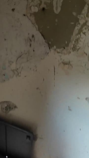 Жизнь цыплят в травяных джунглях как они прячутся и гуляют в тени