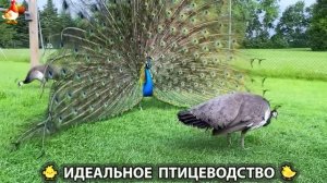 Идеальное птицеводство достойно восхищения 🐓🦆🦢🦚🦃🐔 эпизод (508)